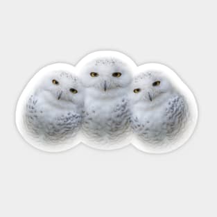 Mother Snowy Owl & Owlets Sticker